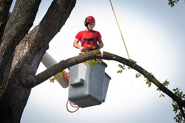 Why Choose Our Tree Removal Services in Livingston, MT?